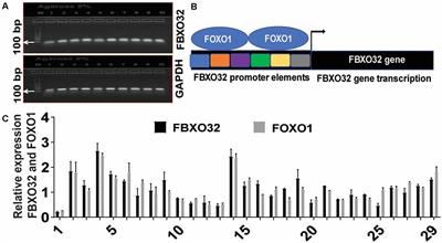 Exercise Training-Increased FBXO32 and FOXO1 in a Gender-Dependent Manner in Mild Cognitively Impaired African Americans: GEMS-1 Study